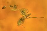 Fossil Ant (Formicidae) & Several Flies (Chironomidae) in Baltic Amber #234557-1